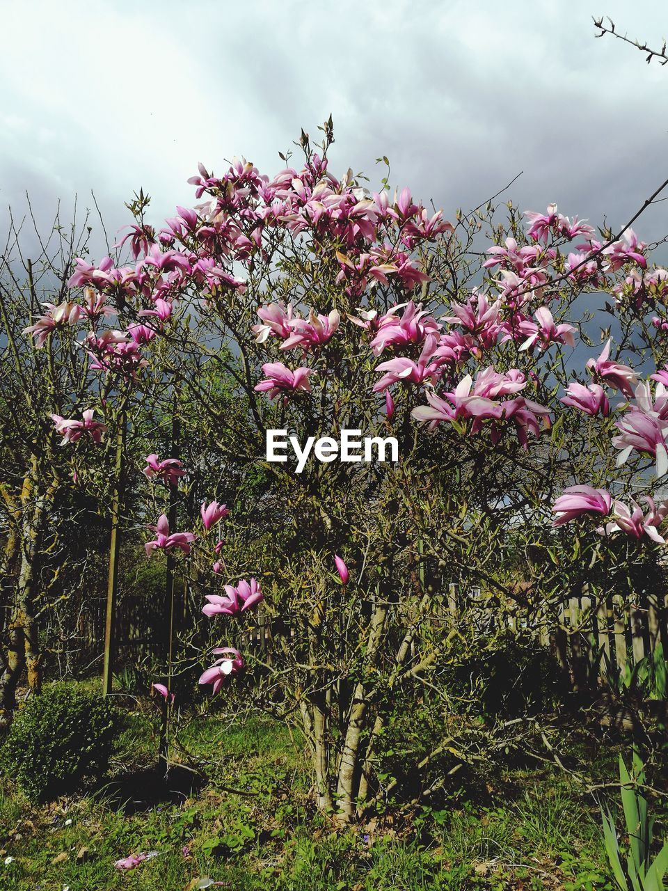 LOW ANGLE VIEW OF FLOWERS AGAINST SKY