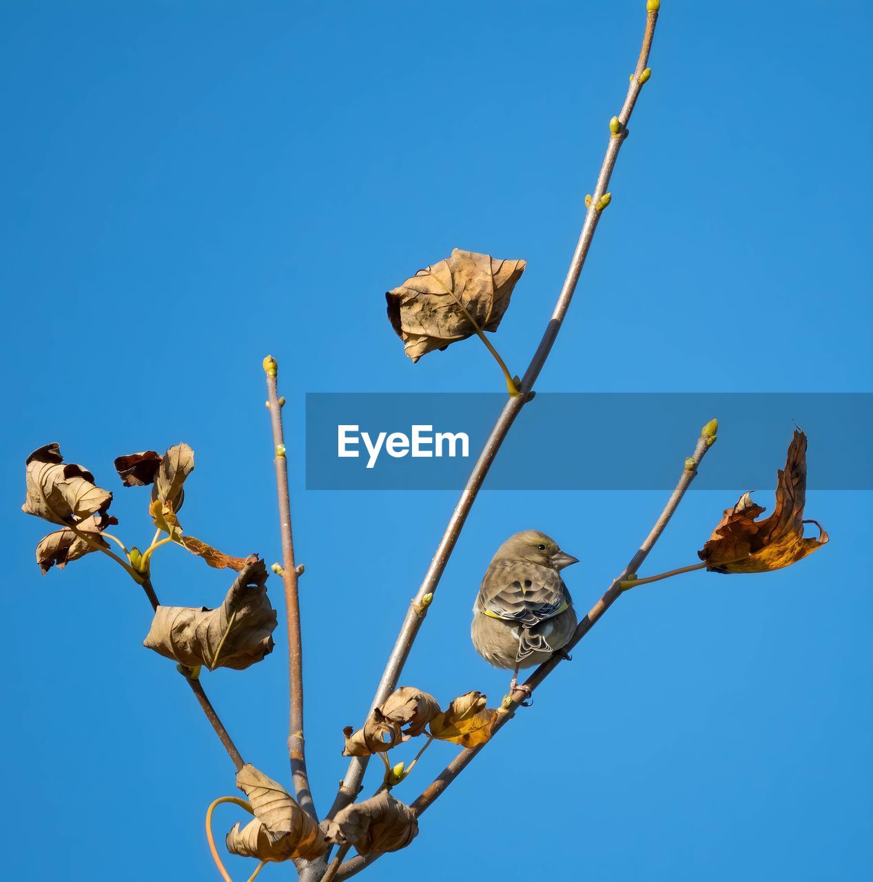 blue, sky, clear sky, nature, branch, no people, flower, plant, low angle view, day, tree, sunny, outdoors, bird, animal, twig, beauty in nature, animal wildlife, animal themes, leaf, plant stem, group of animals