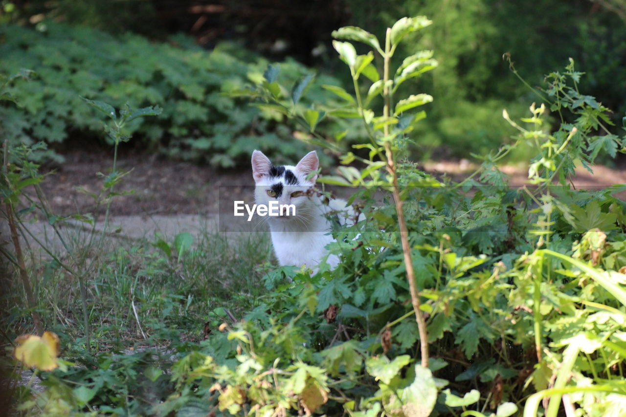 PORTRAIT OF CAT ON GROUND