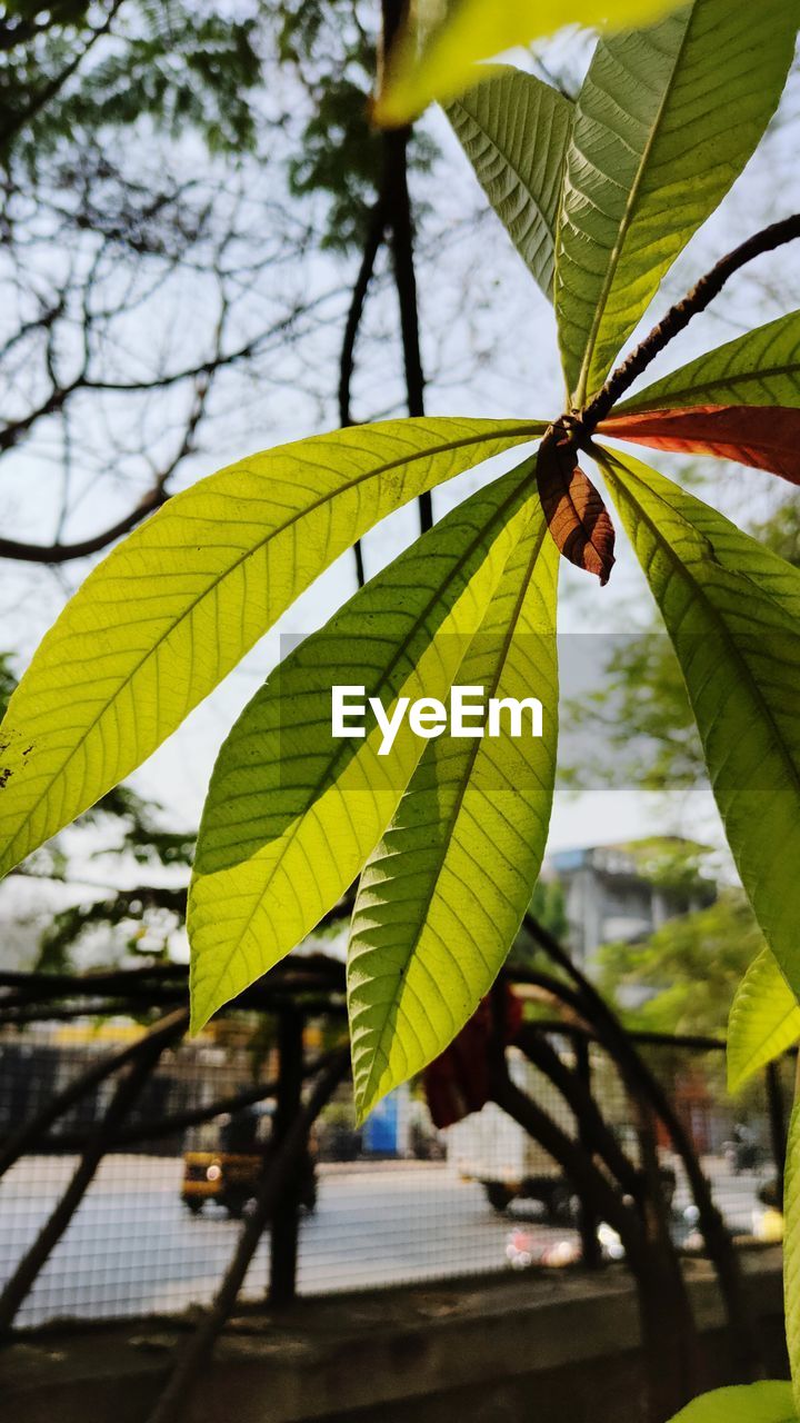 CLOSE-UP OF GREEN LEAVES ON TREE