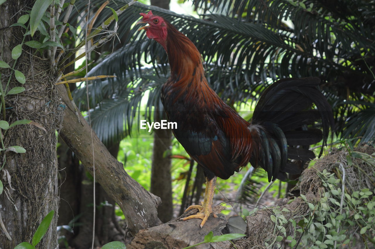 Close-up of rooster on tree