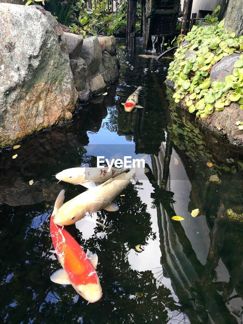 HIGH ANGLE VIEW OF KOI FISH IN WATER