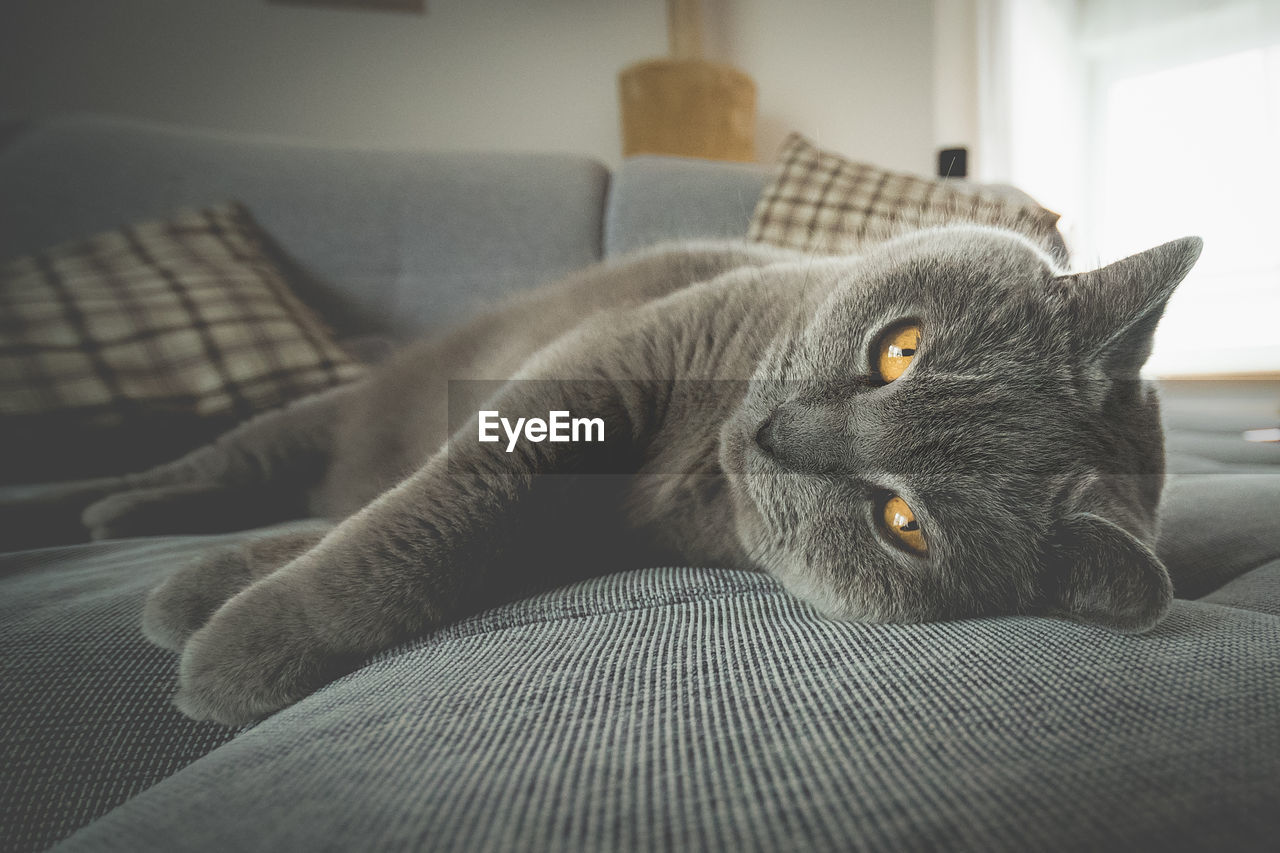 Close-up of cat sleeping on couch