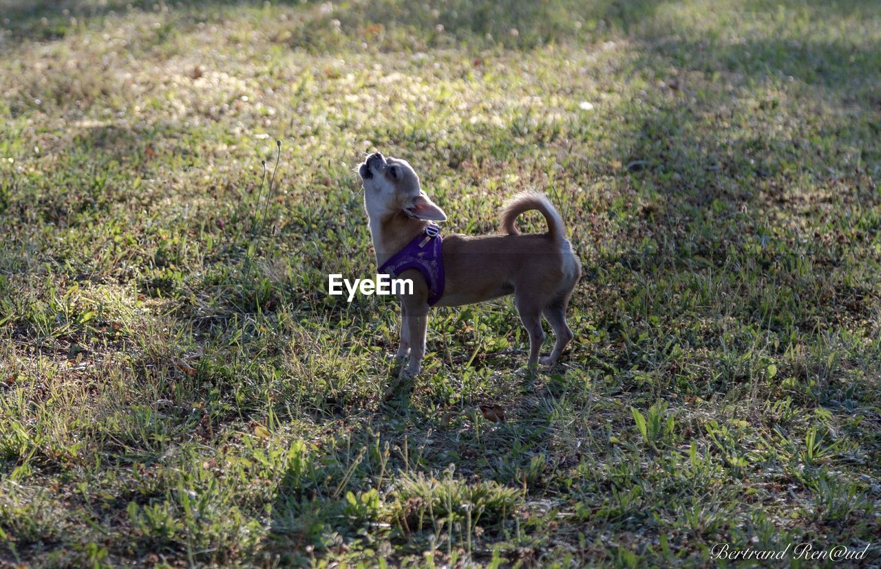 Dog standing in field chihuahua 