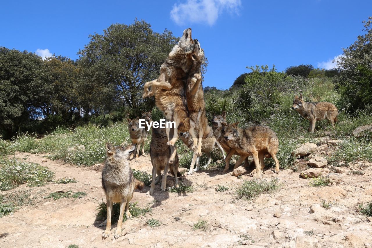 Low angle view of wolfs on mountain against blue sky