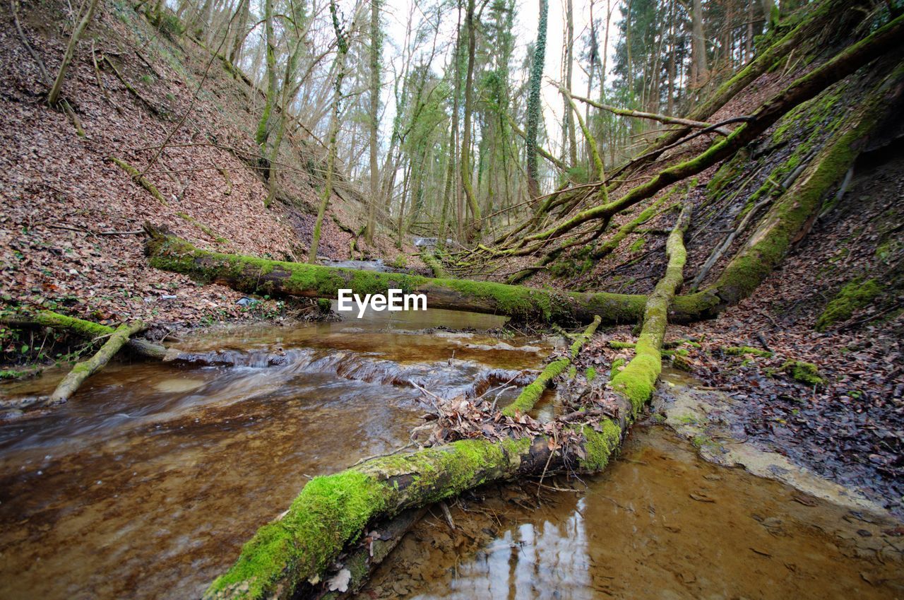 Trees in forest