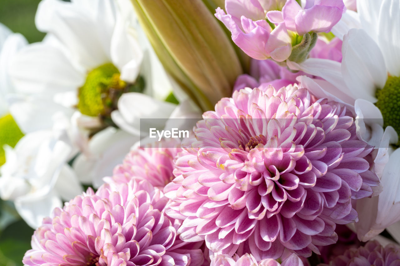 flower, flowering plant, plant, beauty in nature, freshness, bouquet, nature, flower head, pink, close-up, petal, fragility, floristry, inflorescence, flower arrangement, no people, purple, lilac, springtime, floral design, blossom, outdoors, focus on foreground, growth, multi colored, bunch of flowers