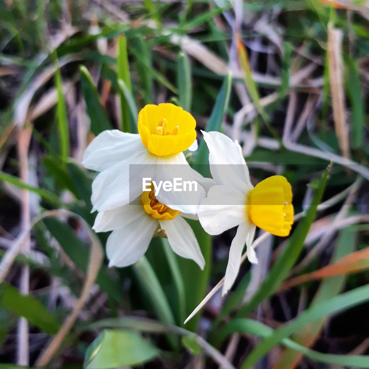 CLOSE-UP OF YELLOW CROCUS