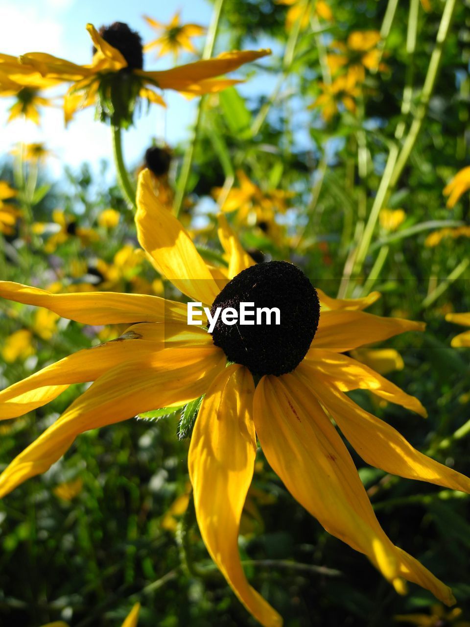 Close-up of flowers growing in field