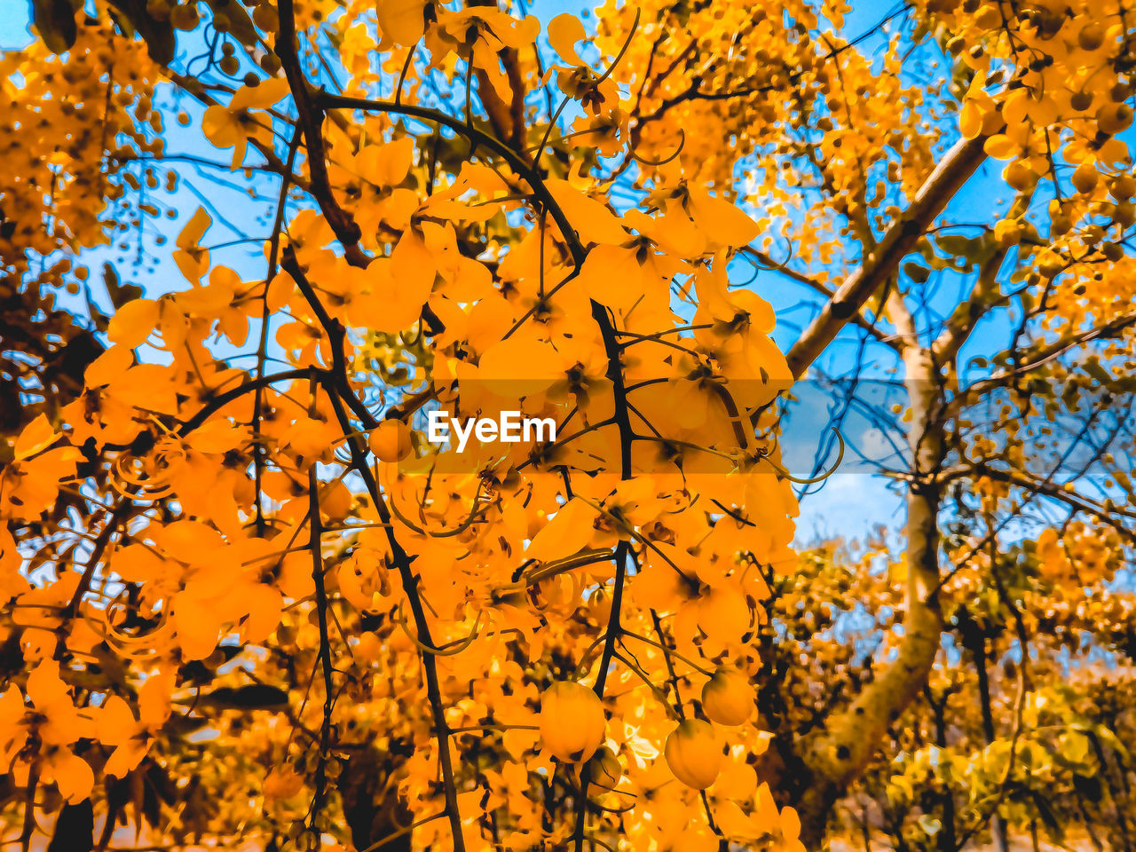 Low angle view of autumn tree against orange sky