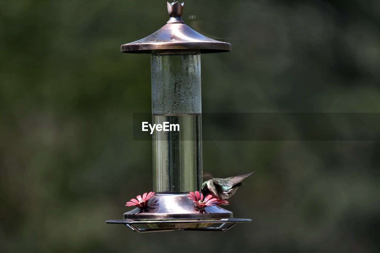 CLOSE-UP OF BIRD ON FEEDER