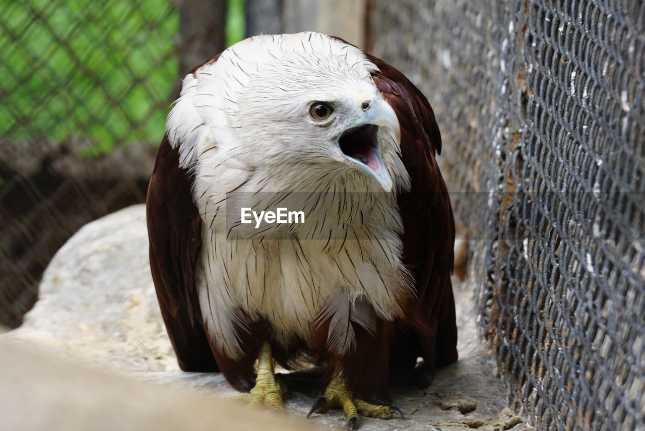 Close-up of an eagle chirping in a cage 