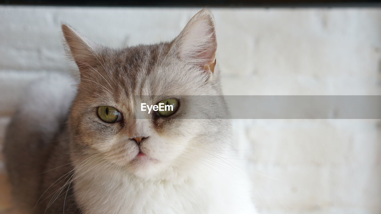 CLOSE-UP PORTRAIT OF CAT AGAINST WHITE BACKGROUND