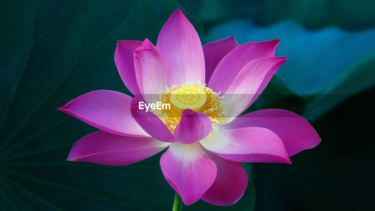 CLOSE-UP OF PINK LOTUS WATER LILY