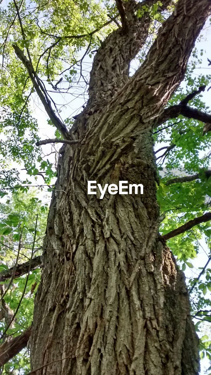 Low angle view of tree in forest