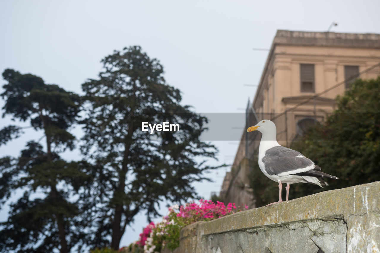 SEAGULL PERCHING ON A BUILDING