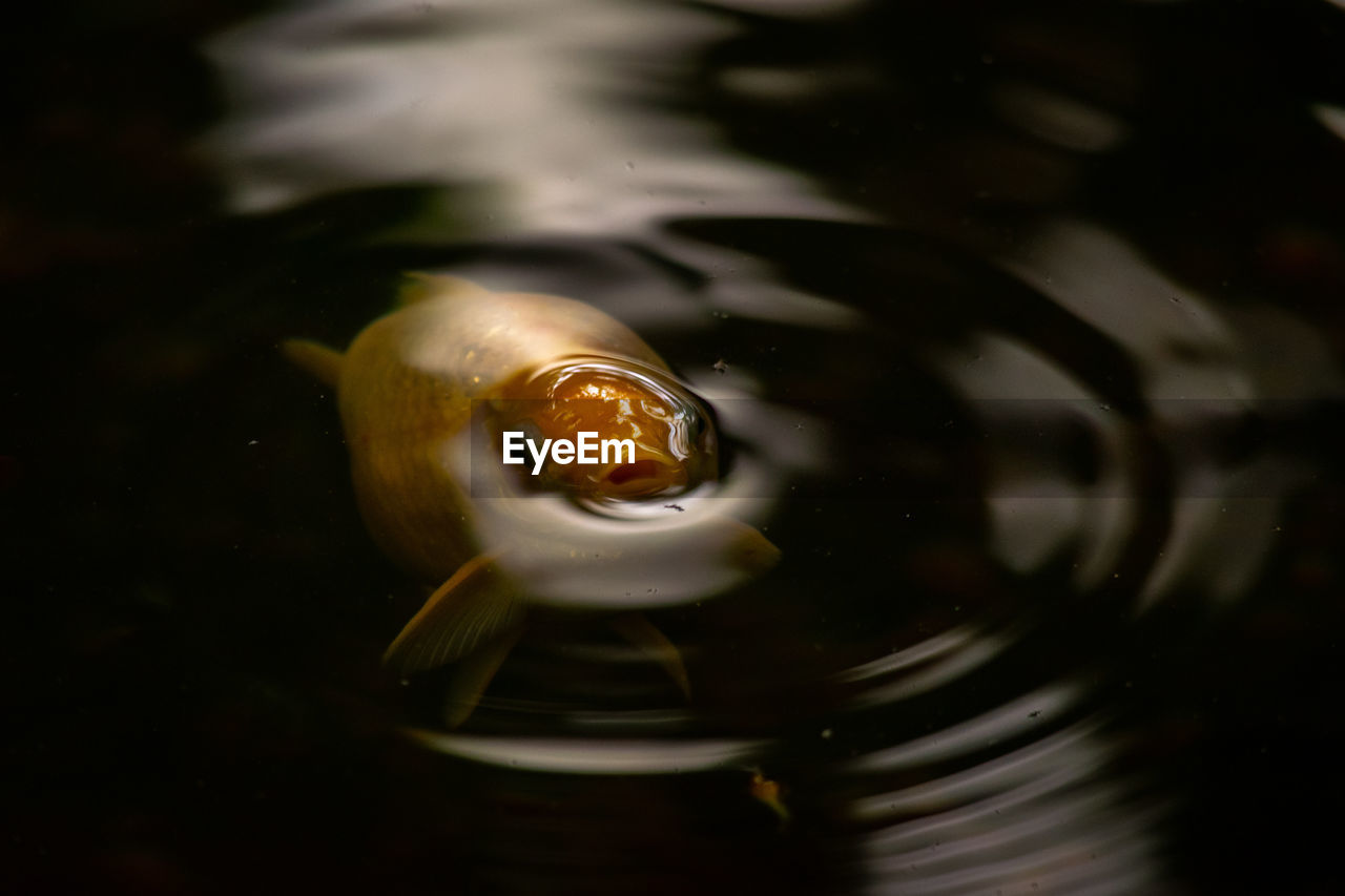 High angle view of fish swimming in sea