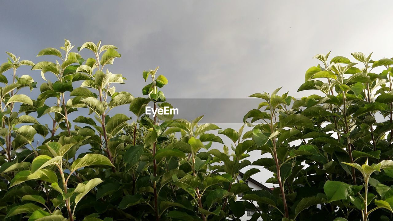 PLANT AGAINST SKY