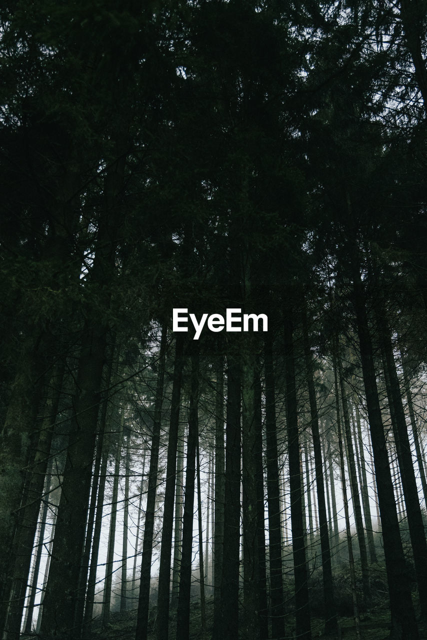 Low angle view of bamboo trees in forest