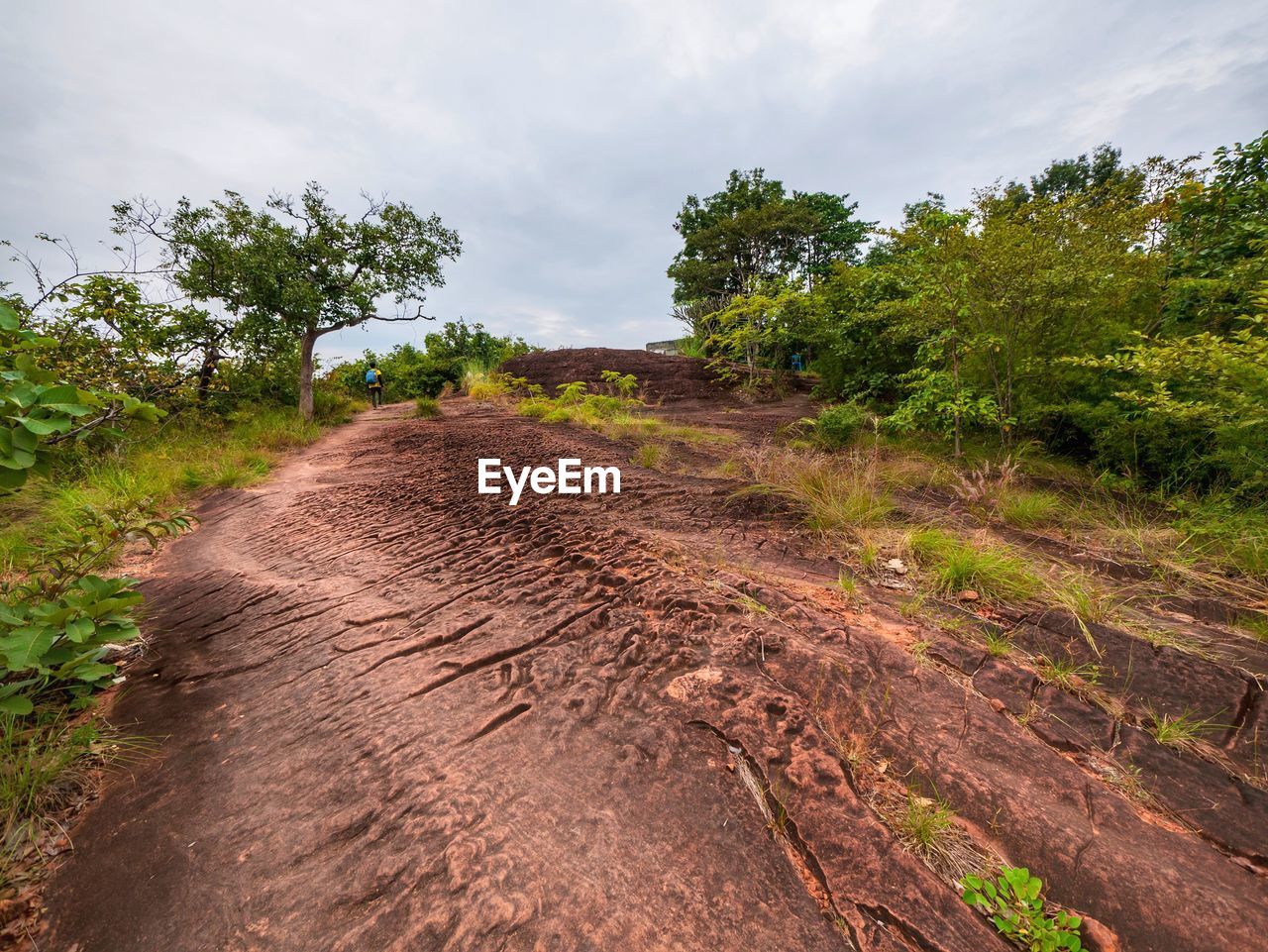 DIRT ROAD AMIDST TREES AND PLANTS ON FIELD