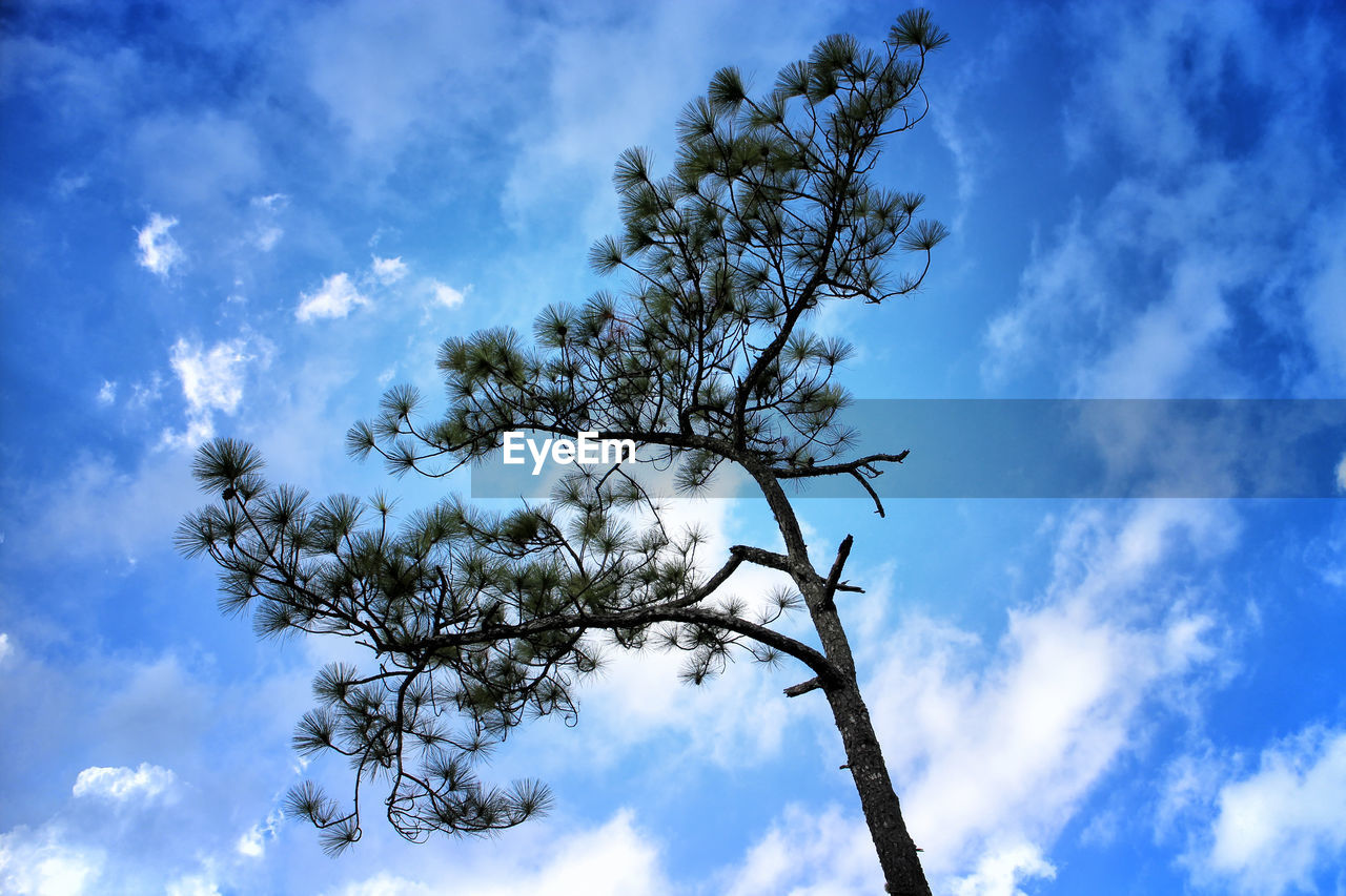 LOW ANGLE VIEW OF TREES AGAINST SKY