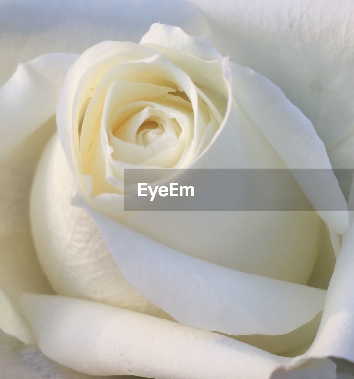 Extreme close-up of white rose