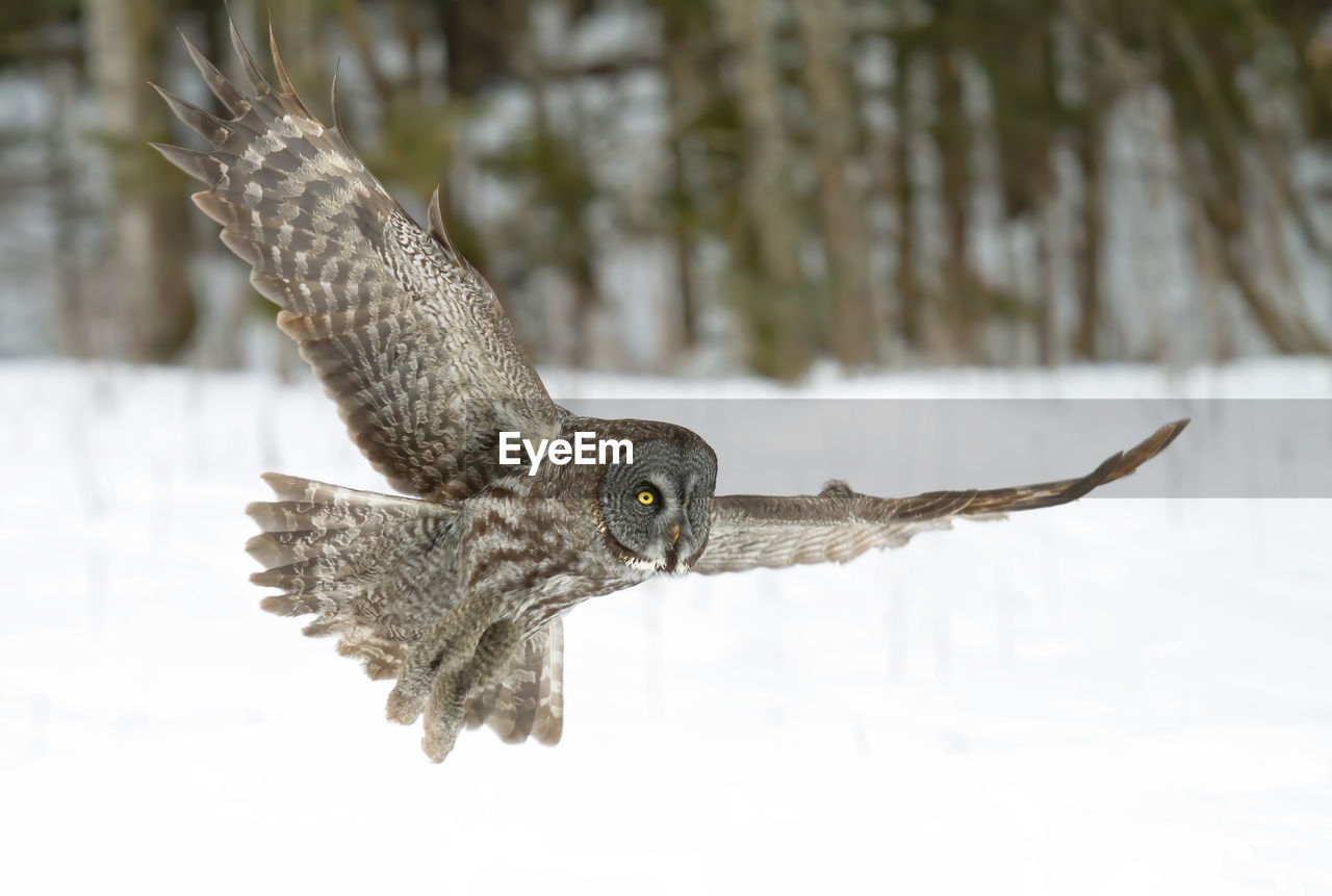 CLOSE-UP OF EAGLE FLYING OVER SNOW