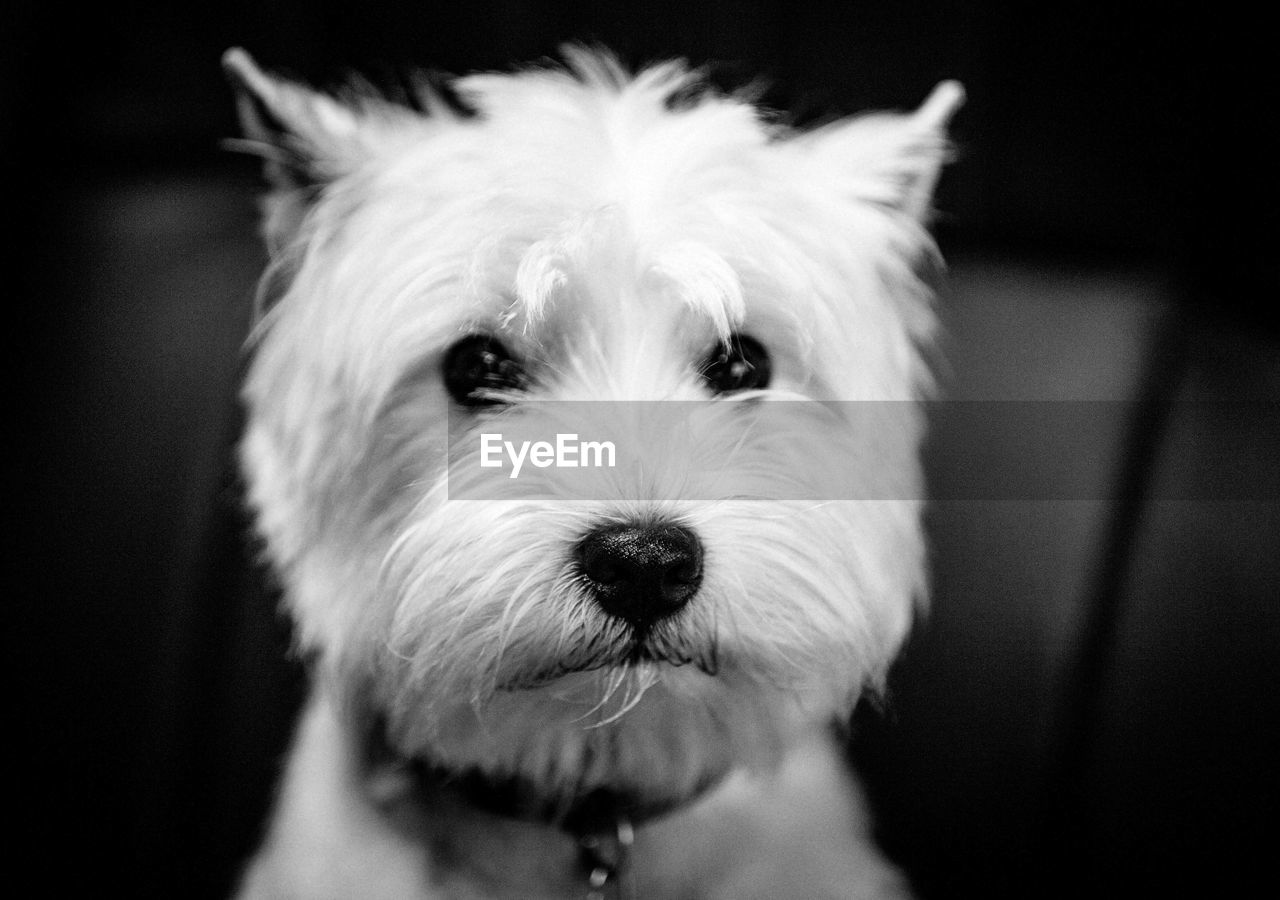 Close-up portrait of dog in darkroom