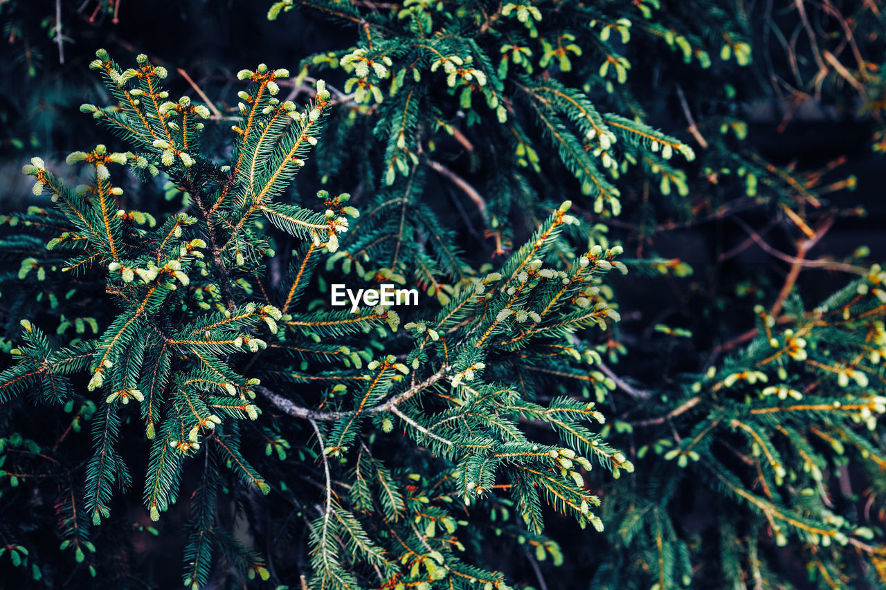 Green pine tree branches with needles and cones, background, dark low key mood, 