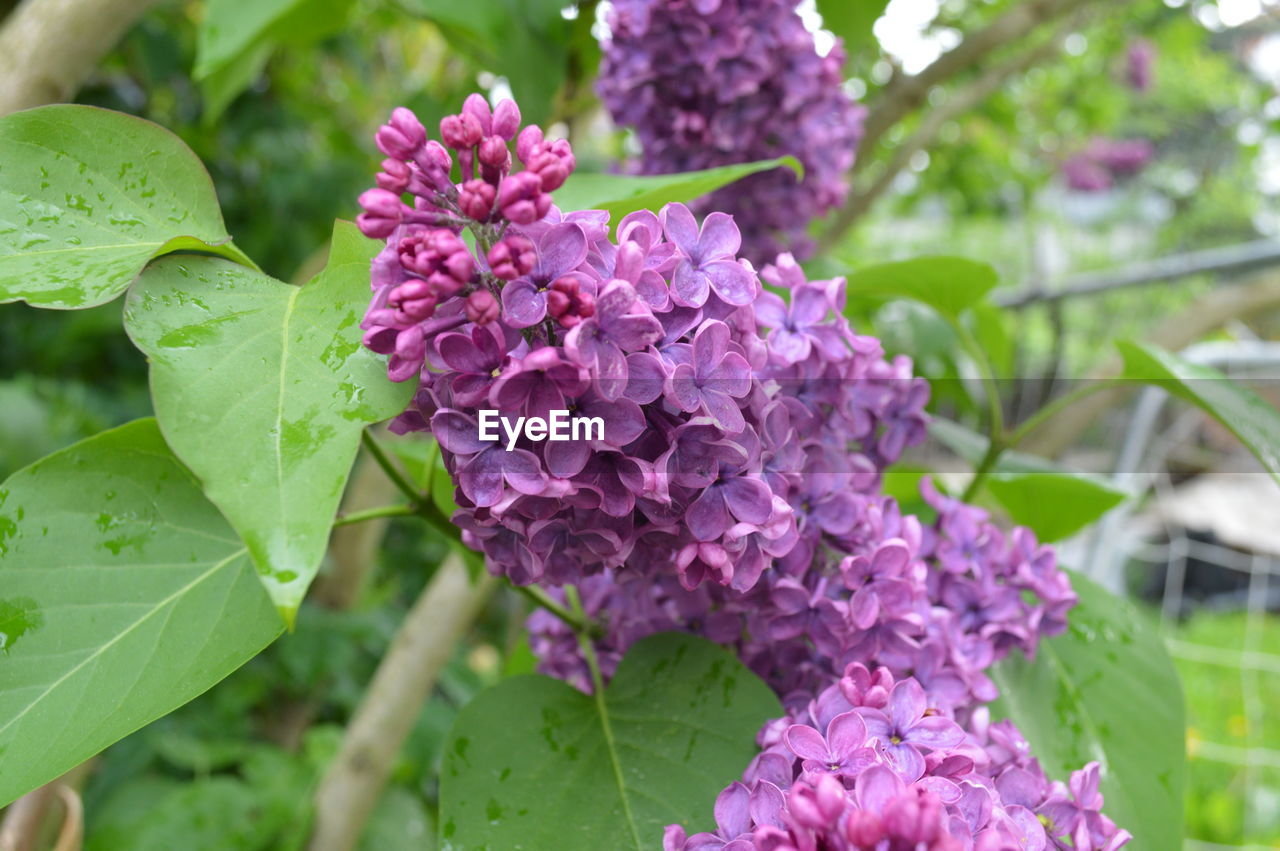 Close-up of lilac flowers blooming outdoors