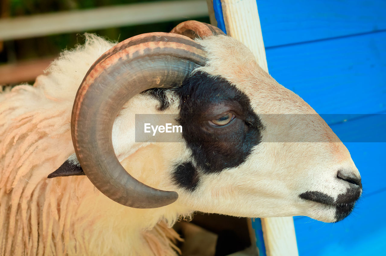 Close-up of goat