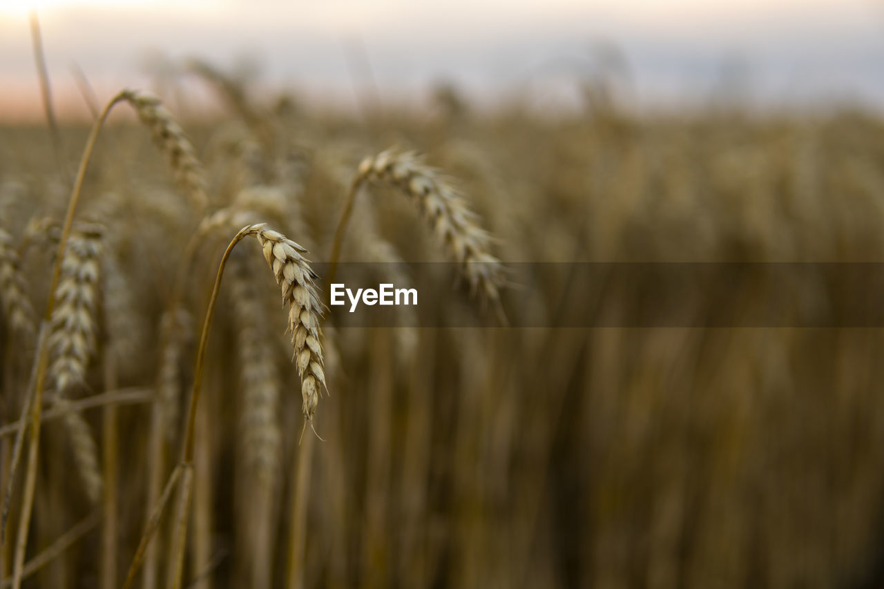 close-up of wheat growing in farm