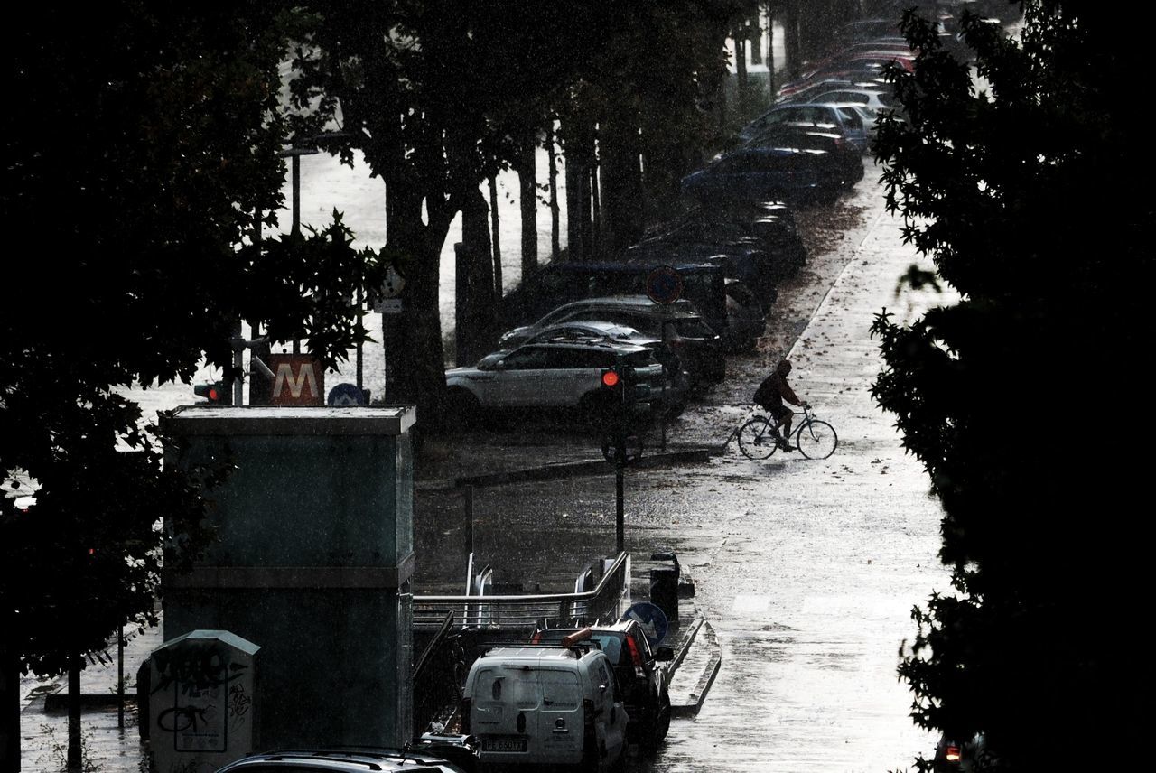 CARS ON STREET BY TREES IN CITY