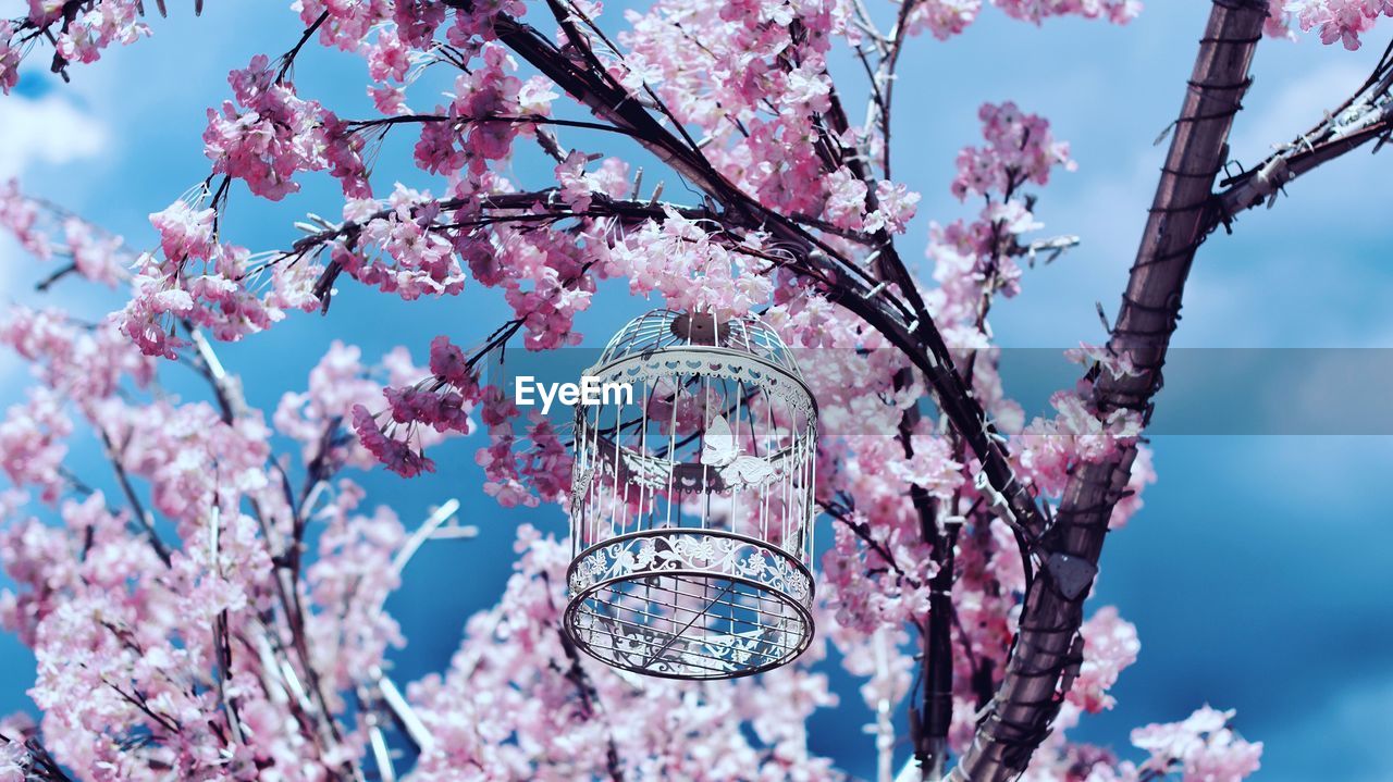 Low angle view of cherry blossoms against sky