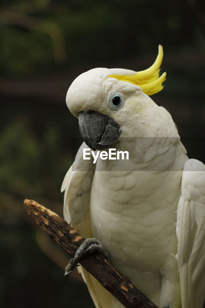 Yellow crested cockatoo looking to camera