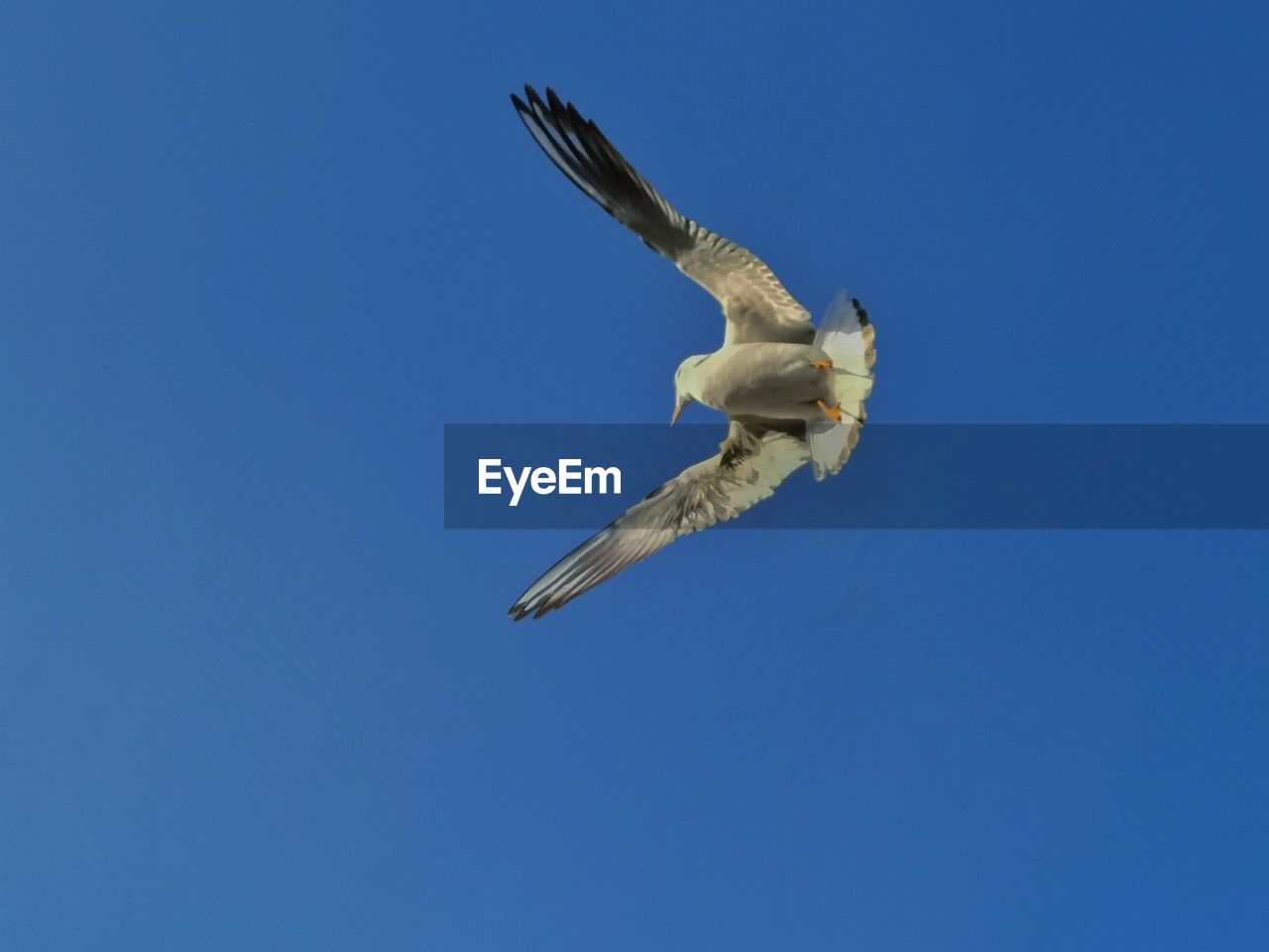 LOW ANGLE VIEW OF SEAGULLS FLYING IN SKY