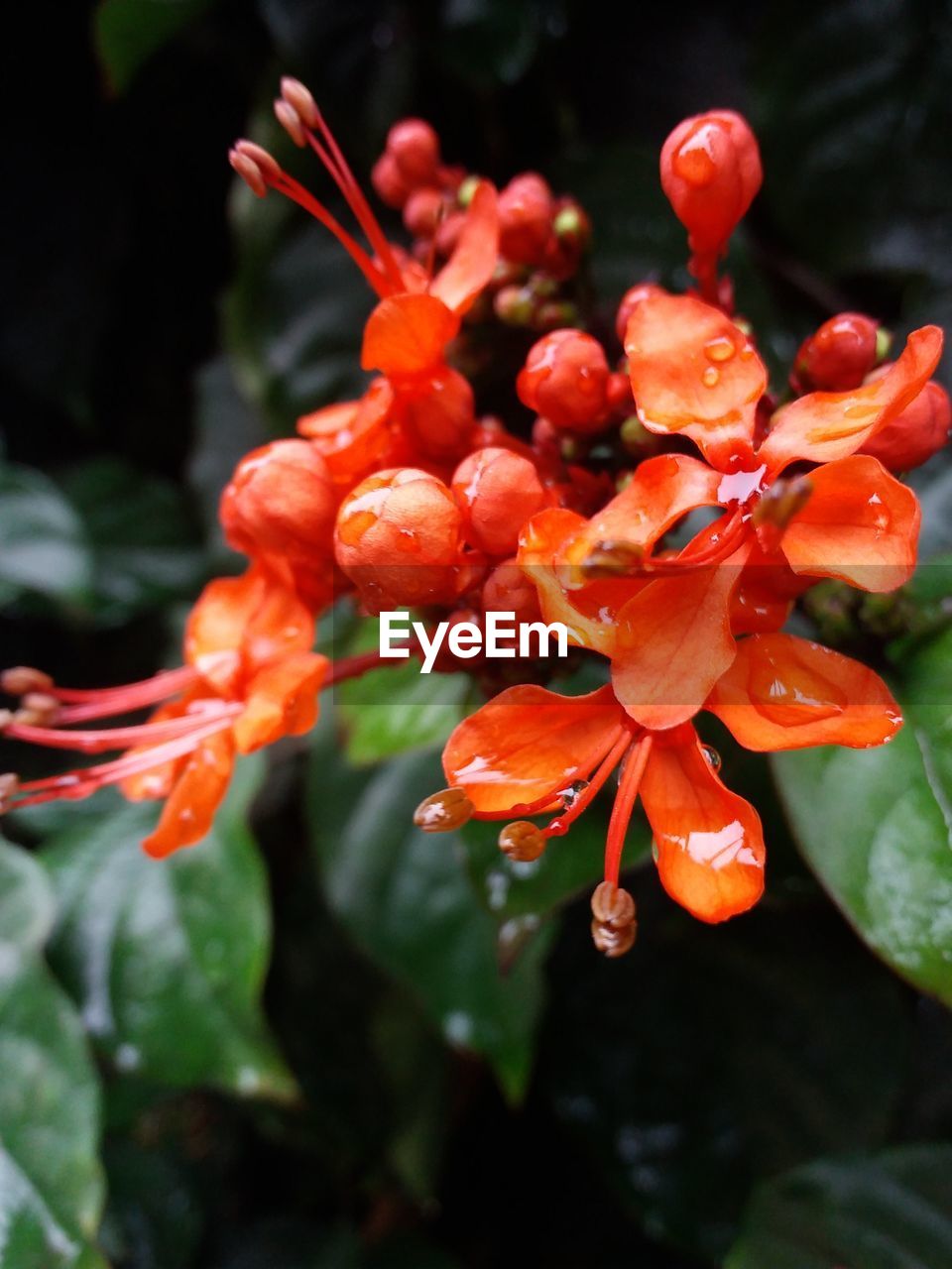 CLOSE-UP OF ORANGE FLOWERS IN WATER