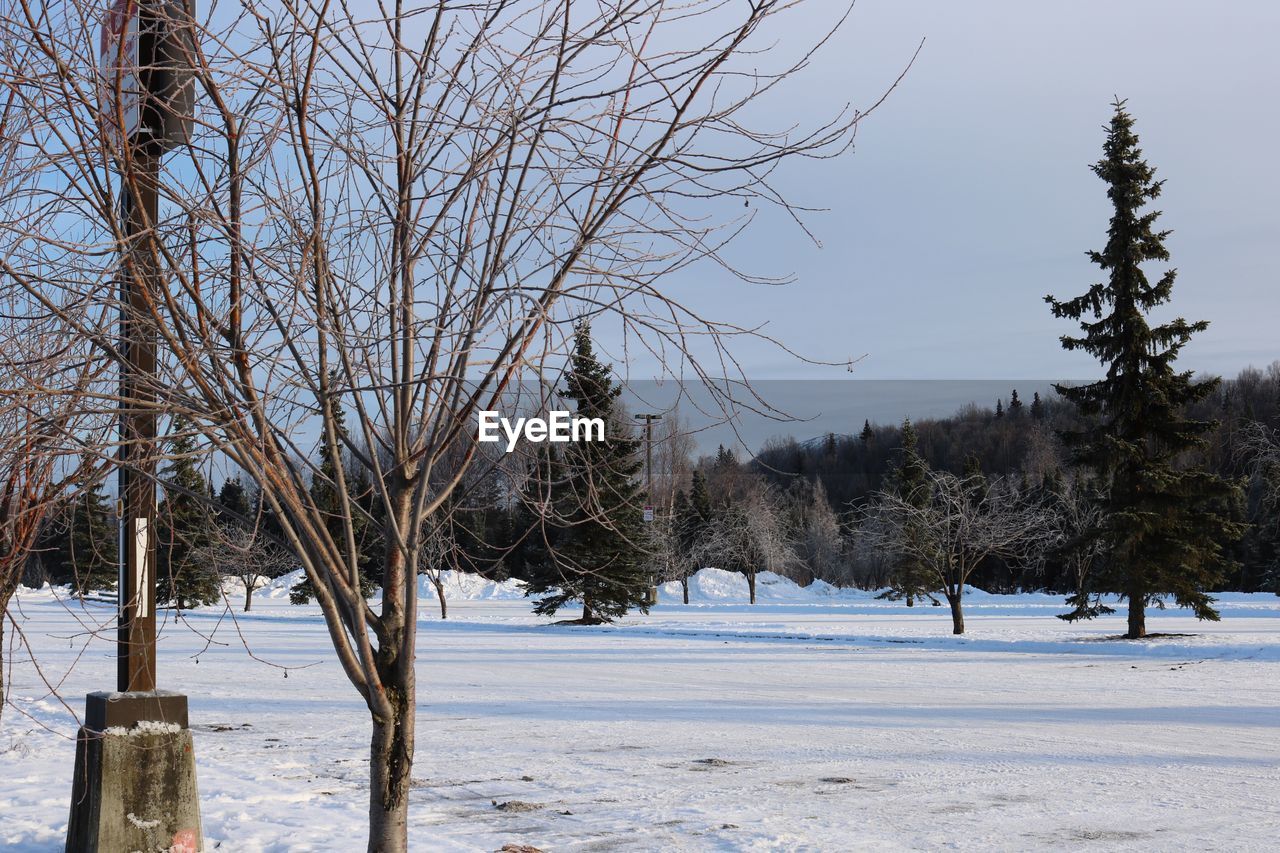 FROZEN TREES ON SNOW COVERED LANDSCAPE