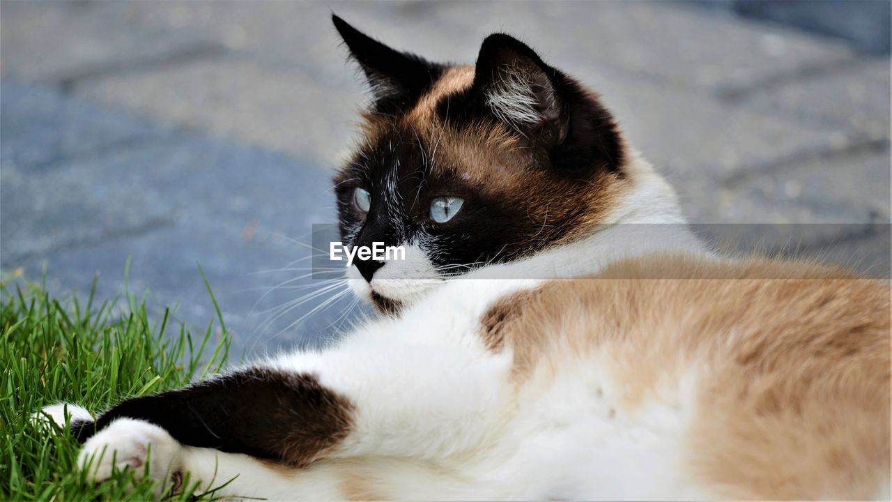 CLOSE-UP OF A CAT LYING