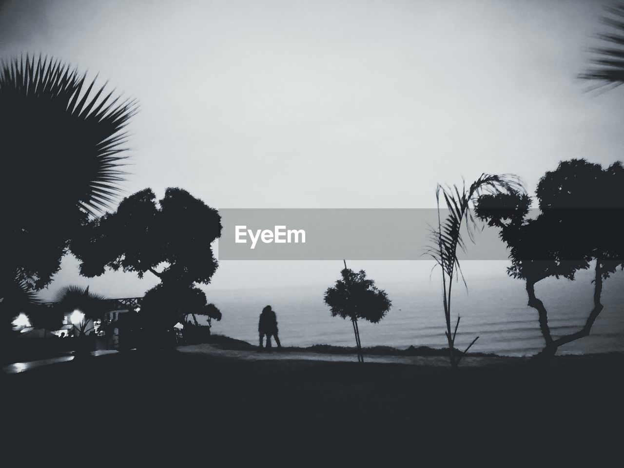 SILHOUETTE TREES IN FRONT OF SEA AT PARK