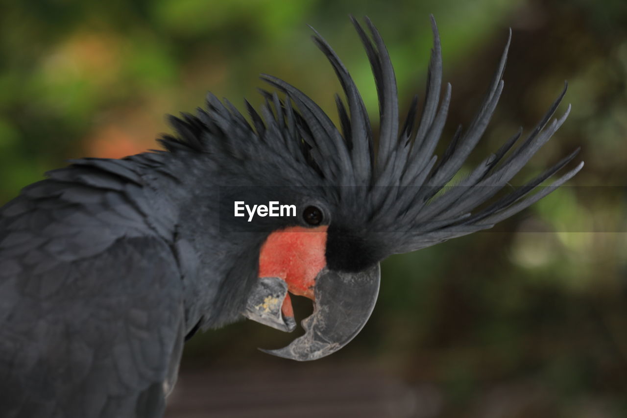 animal themes, animal, bird, animal wildlife, one animal, beak, wildlife, animal body part, parrot, pet, wing, close-up, nature, no people, focus on foreground, feather, outdoors, cockatoo