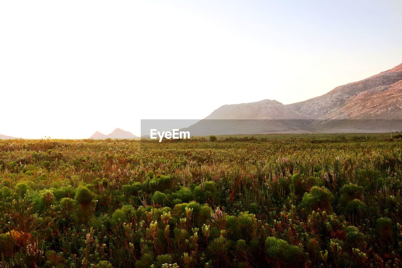 Scenic view of field against clear sky