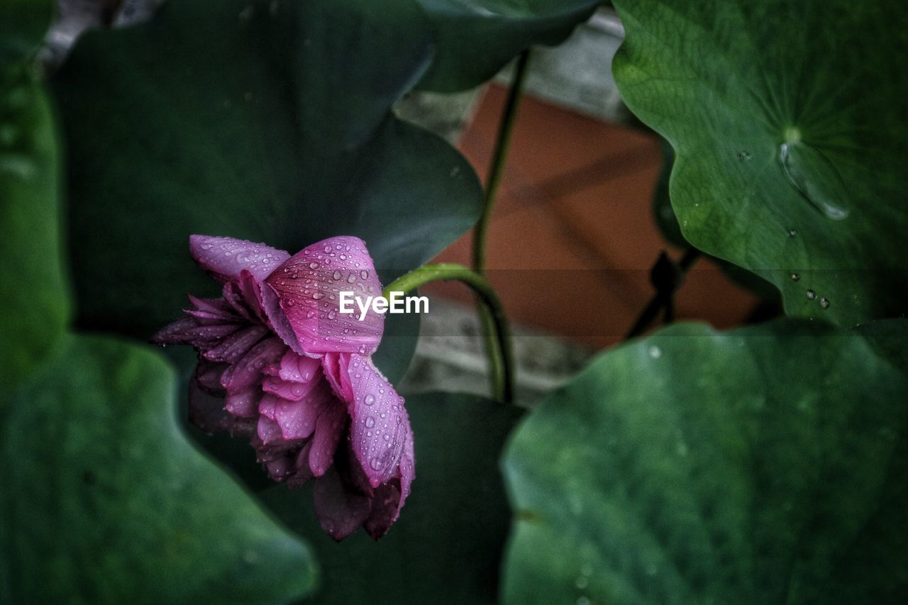 Close-up of purple water lily blooming outdoors