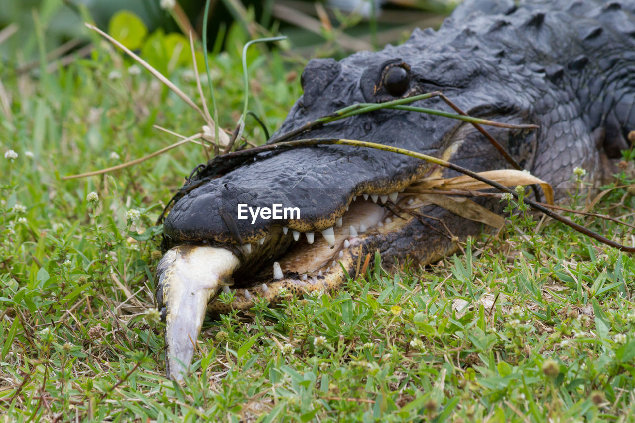 Alligator feeding on fish