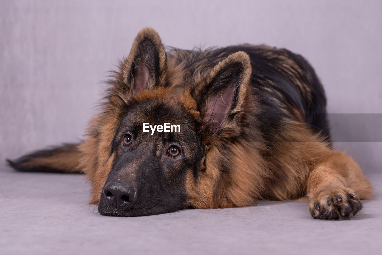 Portrait of the german shepherd long hair dog