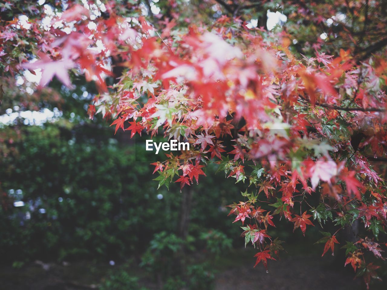 Close-up of red leaves on tree