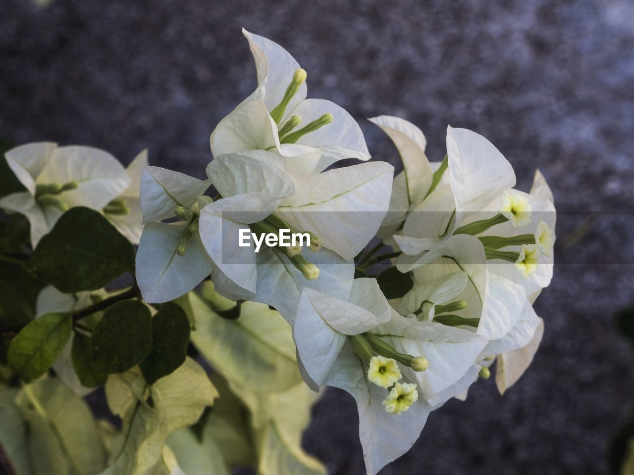 Close-up of white bougainvillea