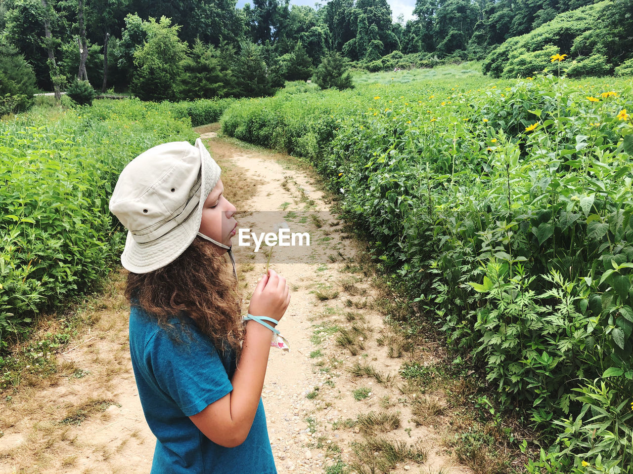 Little girl blowing a flower in a wildflower field