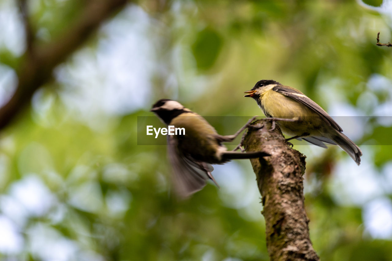 LOW ANGLE VIEW OF BIRD PERCHING ON BRANCH AGAINST BLURRED PLANTS