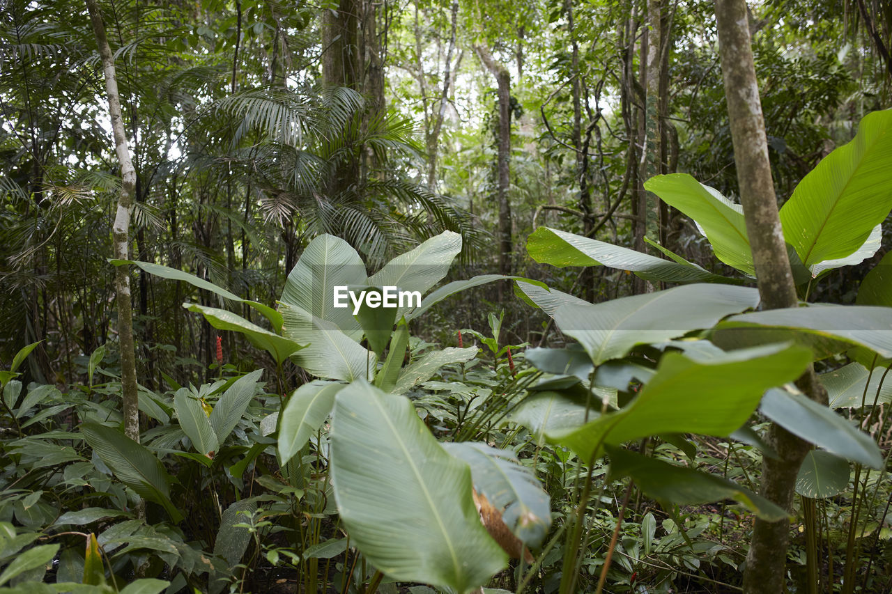 Biodiversity of the jungle of corcovado national park